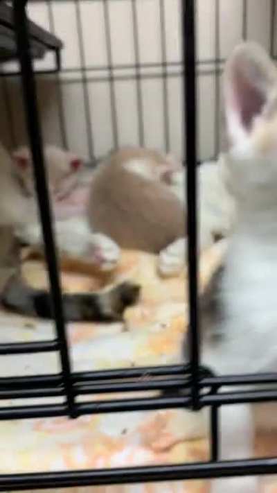 Little pets.. ?