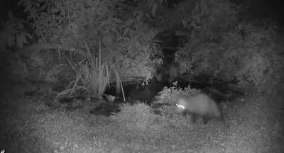 Opossum pushed into the water a skunk that was drinking from the pond