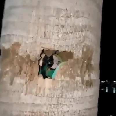 ? Pandemonium of parrots nesting inside of a palm tree