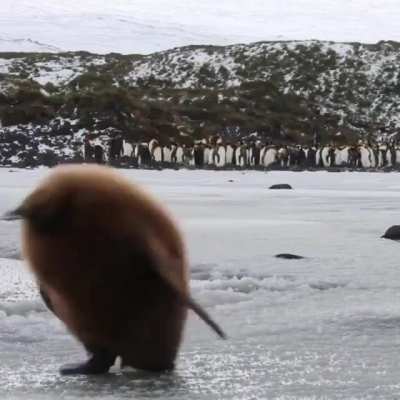 ? King penguin chick ?