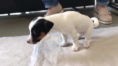 Puppies never chew their food properly.