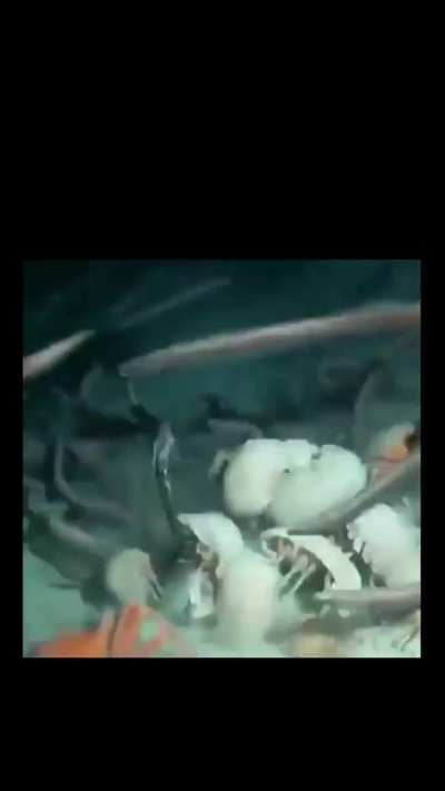A dead fish doesn't last long on ocean floor.