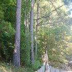 Watching my cat walk along the fence never ceases to amaze me.