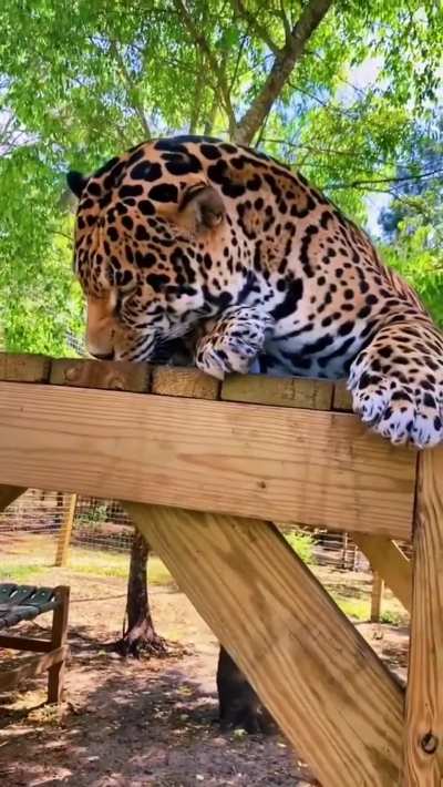 Jaguar Reaction To Catnip Next