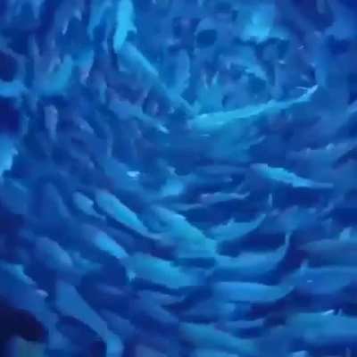 ? Fish Portal
