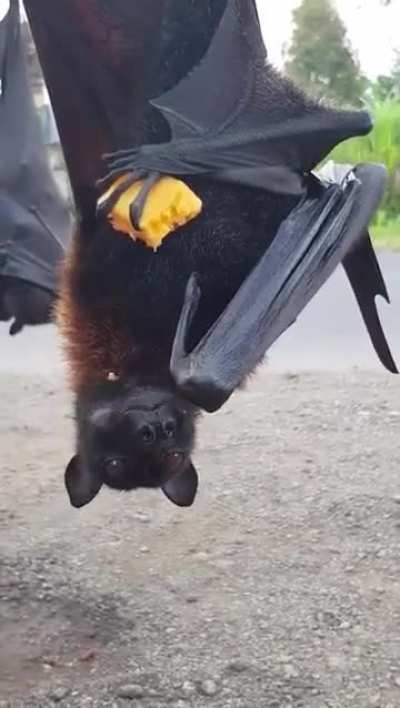 ?Large flying fox eats mango ?