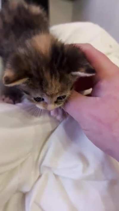Noise complaint - smol crimes unit