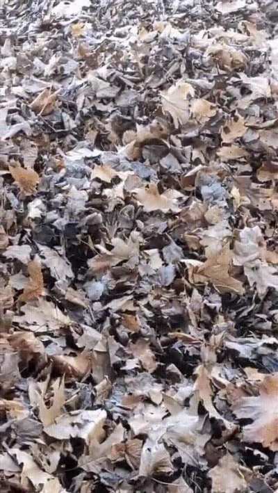Only leaves