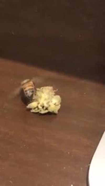 ? Bee Getting Buzzed