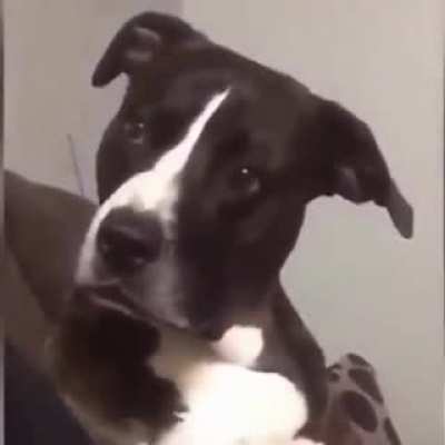 Dog like; "what was that. man?! uhm..nevermind."