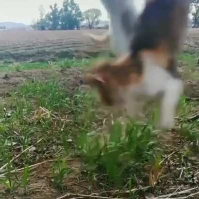 Hunting his mate?