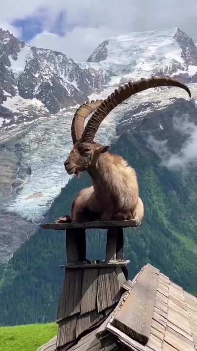 ? Ibex on a chimney in Parc de Merlet, France