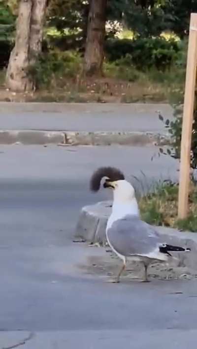 A seagull eats a goddamn squirrel