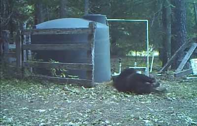 Bear chewing on water hose accidentally slapped himself in the nuts?