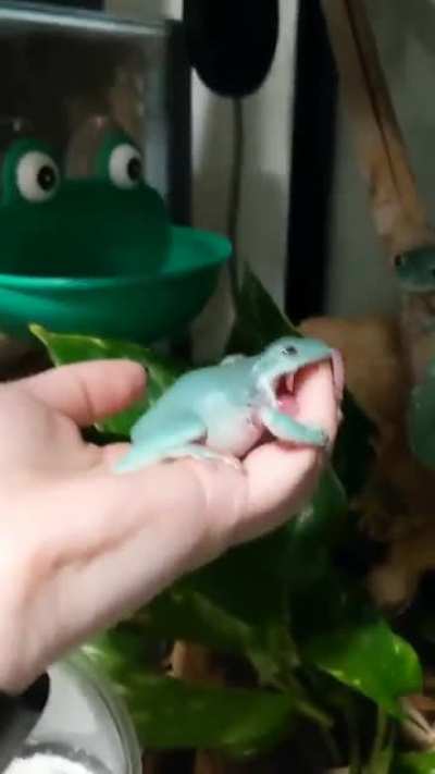 ...to eat a finger