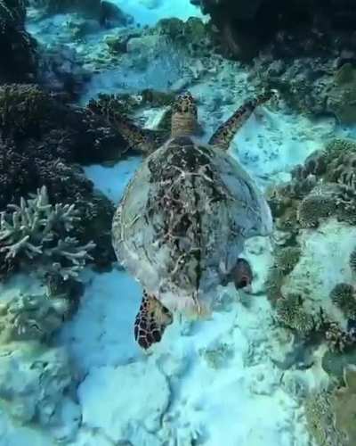 ? Turtle who survived a Shark attack