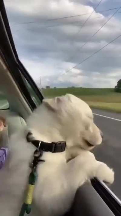 This pup is definitely ready for a road trip ???