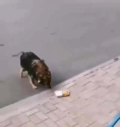 Giving McNuggets To A Hungry Stray Dog