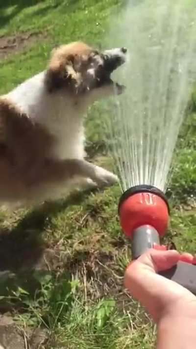 My dog getting mad at the water hose