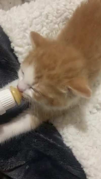 3 week old kitten about to go to prison for unlawfully cute ear wiggles