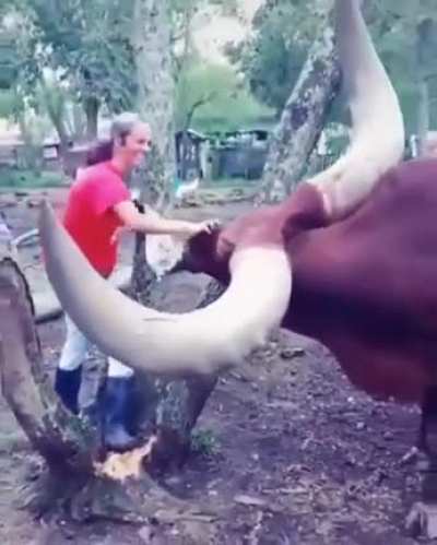 ? Bigger than a tree ?