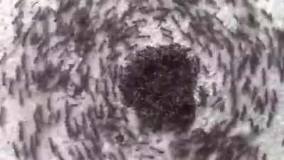 An "ant mill" is an observed phenomenon in which a group of army ants, which are blind, are separated from the main foraging party, lose the pheromone track and begin to follow one another, forming a continuously rotating circle. The ants will eventually