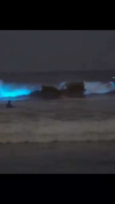 ? Bioluminescent algae. Glow In The Dark Plankton