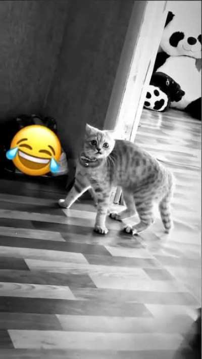 I'll lick my paw and kick your ass. And as you can see I already licked my paw