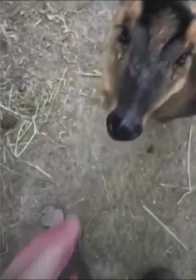 Banana=?