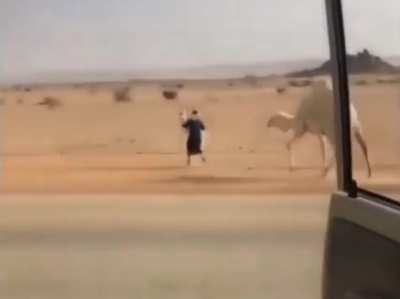 How to get an animal off the road