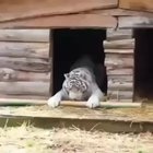 Big cat solving a problem--how fit big stick in small door?