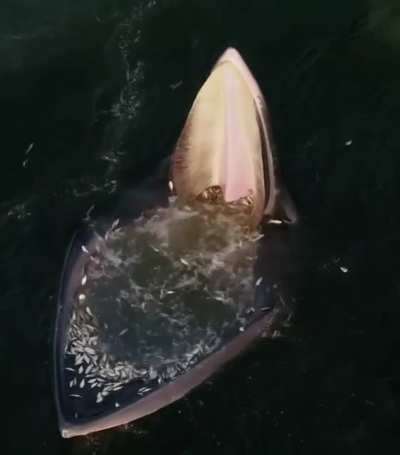 ? Drone footage of an Eden’s whale trap feeding strategy