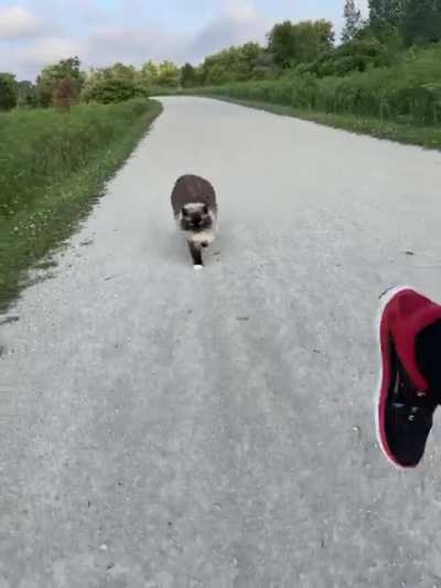 Just a casual morning jog with my Ragdoll cat Hamilton ?