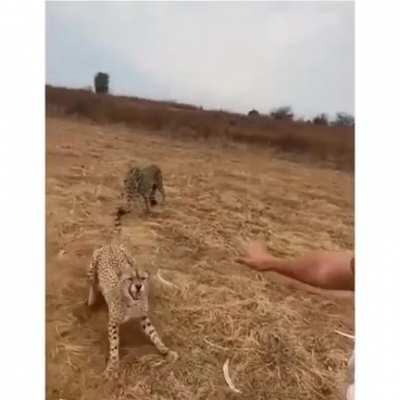 Mans stops cheetah with the force