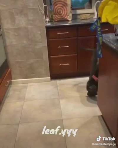 Scary doggo