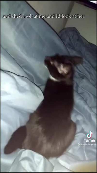 Cat saved him
