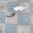Onward noble steed!