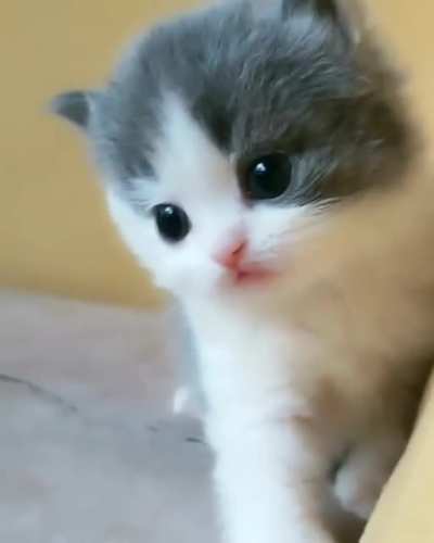 Cuteness overload ?