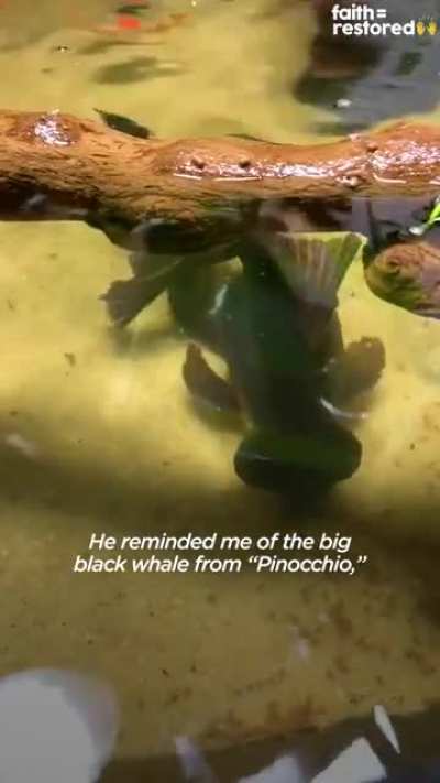 Poor fish <3