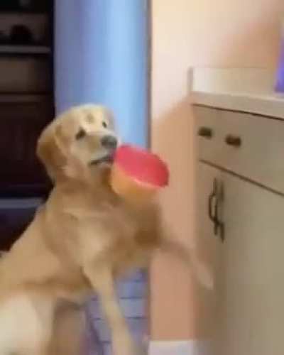 Doggo heist