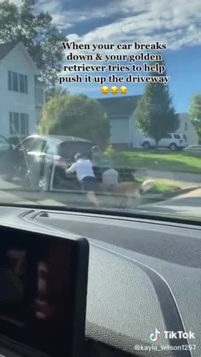 Dog helps push car