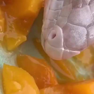 ? Blue-tongued skink skinking some skinks