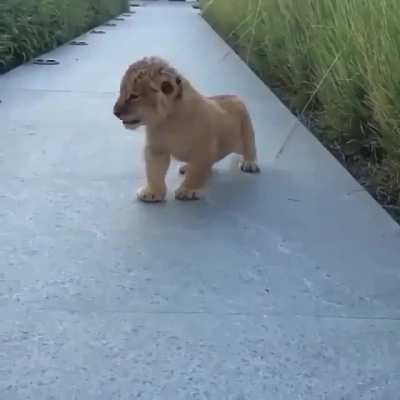 enjoy this baby lion that roared for the first time ?