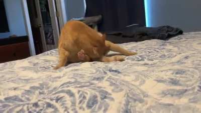 Trying to lick tail