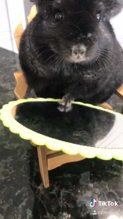 Henry, Chip, Knox, and Linus- a chinchilla quartet