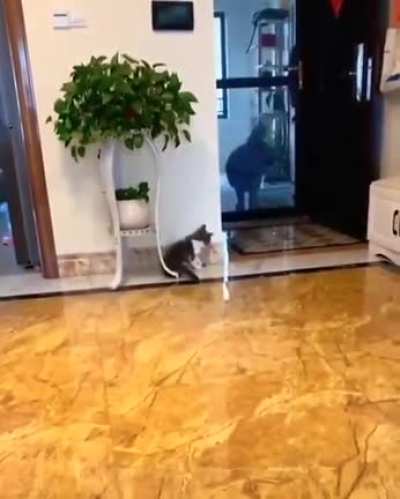 Cat tries to scare a doggo, super cute