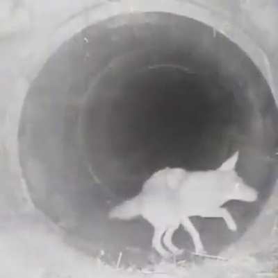 ? Badger coyote duo roaming and hunting together in the forest