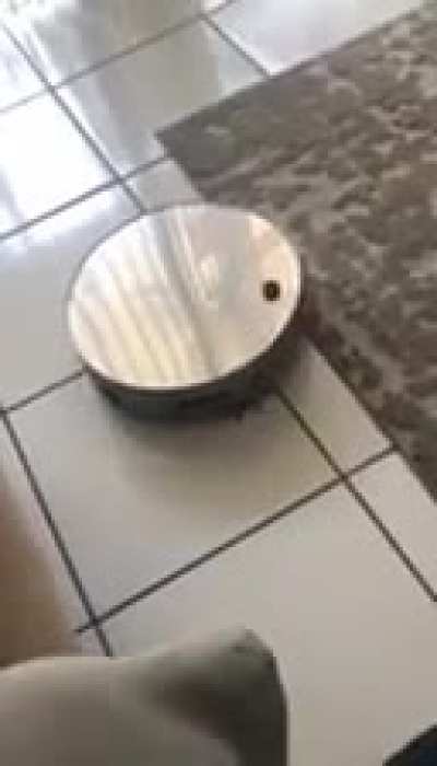 My best friends dog knows how to turn off the Rumba ?