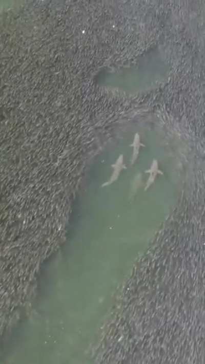 Sharks between fishes
