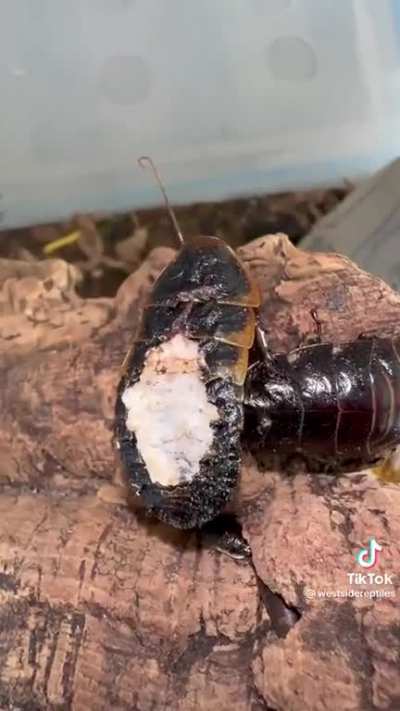 zombie cockroach ??